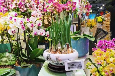 長(zhǎng)寧各大商圈紅紅火火迎新春，禮品花卉銷售火爆顯年味