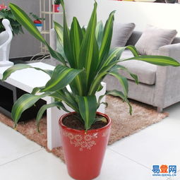 東城東直門(mén)易登網(wǎng)禮品花卉銷(xiāo)售 專(zhuān)業(yè)綠植服務(wù)，點(diǎn)亮城市生活