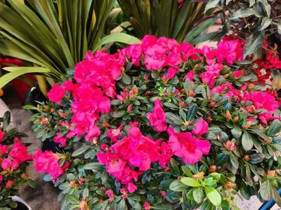 年銷(xiāo)花卉迎新春 為春節(jié)添彩的禮品花卉市場(chǎng)繁榮